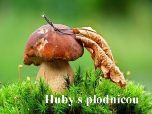 Huby s plodnicou Zkladn asti tela hb Plodnica