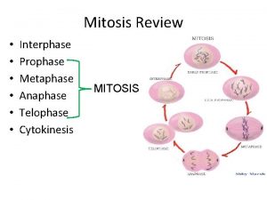 Mitosis Review Interphase Prophase Metaphase Anaphase Telophase Cytokinesis