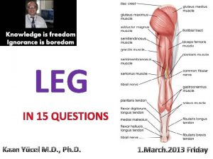 LEG IN 15 QUESTIONS Kaan Ycel M D