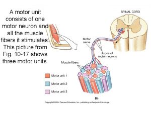 A motor unit consists of one motor neuron