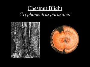 Chestnut Blight Cryphonectria parasitica The American Chestnut Castanea