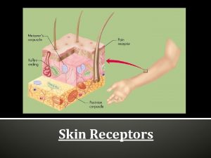Skin Receptors Body Receptors Sensory Receptors nerves and