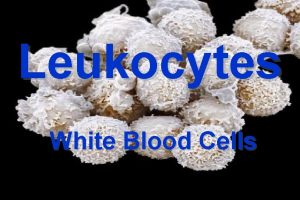 Leukocytes White Blood Cells Leukocytes WBC have nuclei