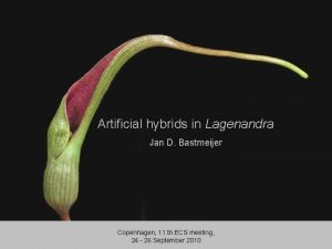 Artificial hybrids in Lagenandra Jan D Bastmeijer Copenhagen