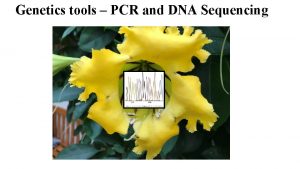 Genetics tools PCR and DNA Sequencing DNA nucleotide