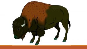 Buffalo Facts Buffalo have an average lifespan of