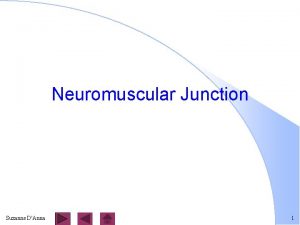 Neuromuscular Junction Suzanne DAnna 1 Motor Unit one