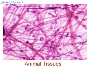 Animal Tissues are divided into 4 types Epithelia