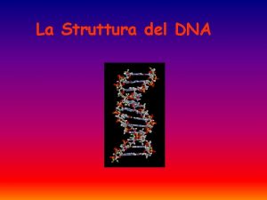 La Struttura del DNA La struttura laterale del