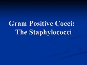 Gram Positive Cocci The Staphylococci INTRODUCTION Staphyloccocci derived
