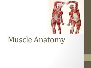 Muscle Anatomy Muscle Anatomy Terminology Fascia thin connective