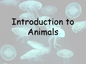 Introduction to Animals Characteristics of Animals Heterotrophs Multicellular