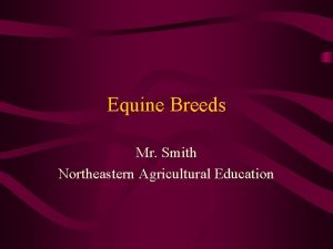 Equine Breeds Mr Smith Northeastern Agricultural Education Light