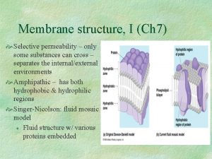 Membrane structure I Ch 7 Selective permeability only