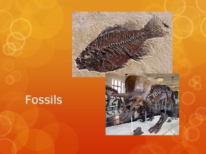 Fossils Fossils The trace or remains of an