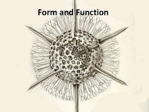 Form and Function Form and Function in the