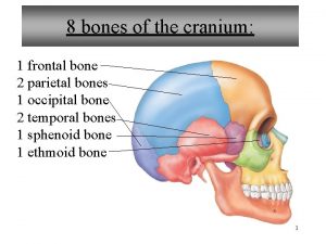 8 bones of the cranium 1 frontal bone