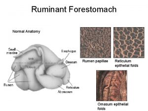 Ruminant Forestomach Normal Anatomy Rumen papillae Reticulum epithelial