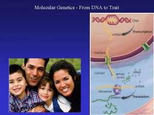 Molecular Genetics From DNA to Trait How Are