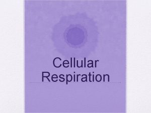 Cellular Respiration Autotrophs Autotrophs are organisms that can
