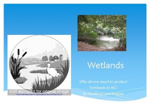 Wetlands Why do we need to protect Wetlands