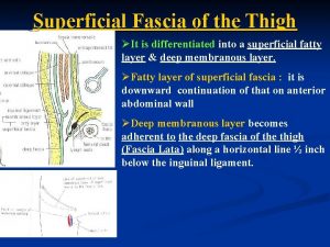 Superficial Fascia of the Thigh It is differentiated