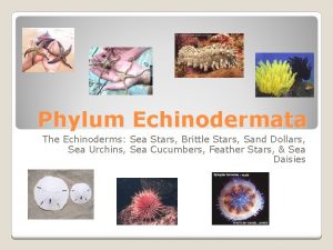 Phylum Echinodermata The Echinoderms Sea Stars Brittle Stars