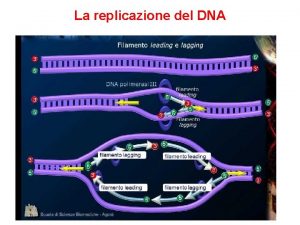 La replicazione del DNA La duplicazione inizia in