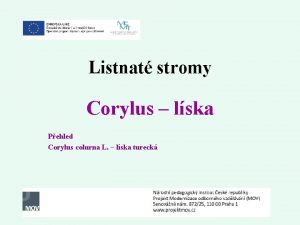 Listnat stromy Corylus lska Pehled Corylus colurna L