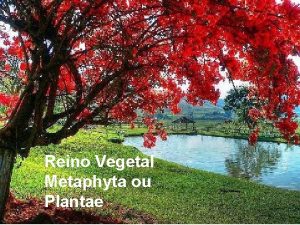 Reino Vegetal Metaphyta ou Plantae Quais so os