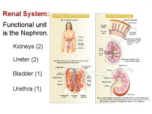 Renal System Functional unit is the Nephron Kidneys