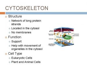 CYTOSKELETON Structure Network of long protein strands Located