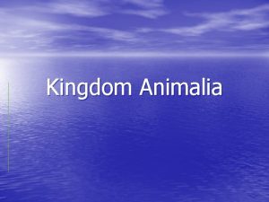 Kingdom Animalia Review the Kingdoms Archaebacteria Eubacteria Protista