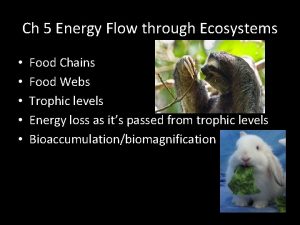 Ch 5 Energy Flow through Ecosystems Food Chains