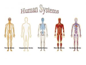 Nervous System Integumentary System Skeletal System Muscular System