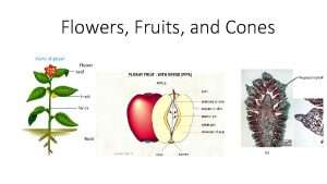 Flowers Fruits and Cones Recall Vascular Tissues think