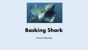 Basking Shark Norman Mac Caig Context Norman Mac