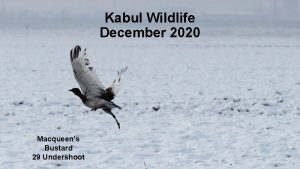 Kabul Wildlife December 2020 Macqueens Bustard 29 Undershoot