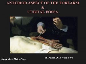 ANTERIOR ASPECT OF THE FOREARM CUBITAL FOSSA Kaan