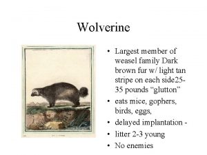 Wolverine Largest member of weasel family Dark brown