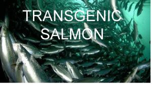 TRANSGENIC SALMON Aquaculture Stewardship Council Farmed Salmon promo