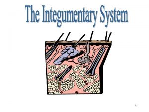 Integumentary System 1 Objectives After studying this chapter