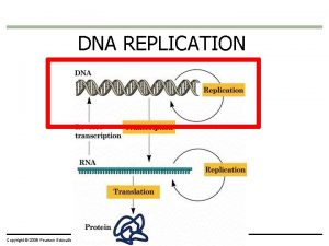DNA REPLICATION Copyright 2009 Pearson Education Inc DNA