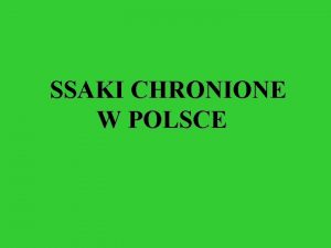 SSAKI CHRONIONE W POLSCE Gacek wielkouch Gacek wielkouch