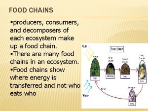FOOD CHAINS producers consumers and decomposers of each