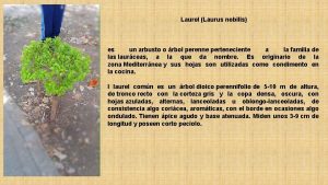 Laurel Laurus nobilis es un arbusto o rbol