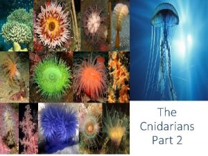 The Cnidarians Part 2 Class Anthozoa Means Flowering