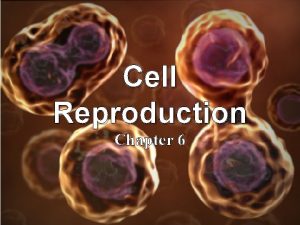 Cell Reproduction Chapter 6 WHY DIVIDE Cell division