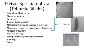 Divisio Spermatophyta Tohumlu Bitkiler letim demeti kambiyumu Mantar