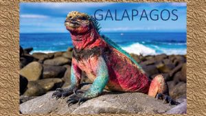 GALAPAGOS Welcome to the Galapagos If you love